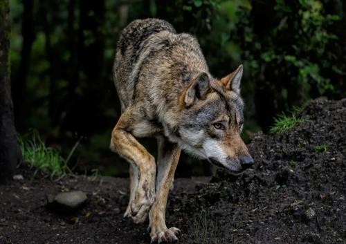 Symbolbild Wolf